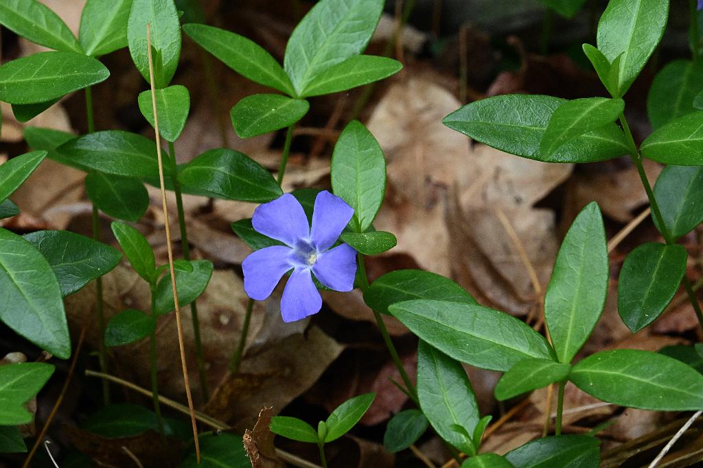 2025-05087855 Ipswitch River Wildlife Sanctuary, MA.JPG - Periwinkle. Ipswitch River Wildlife Refuge, MA, 5-8-2025